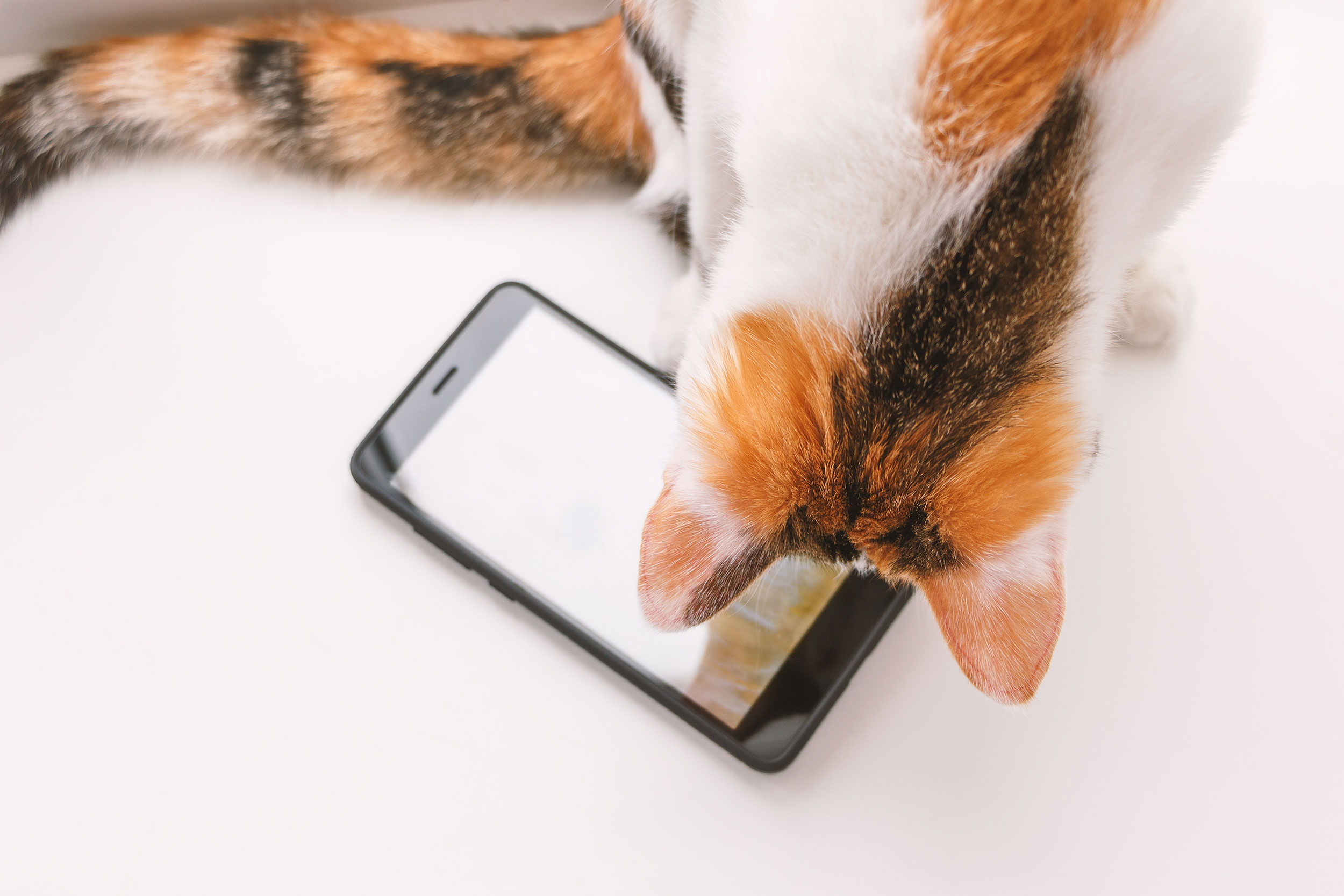 Cat with phone