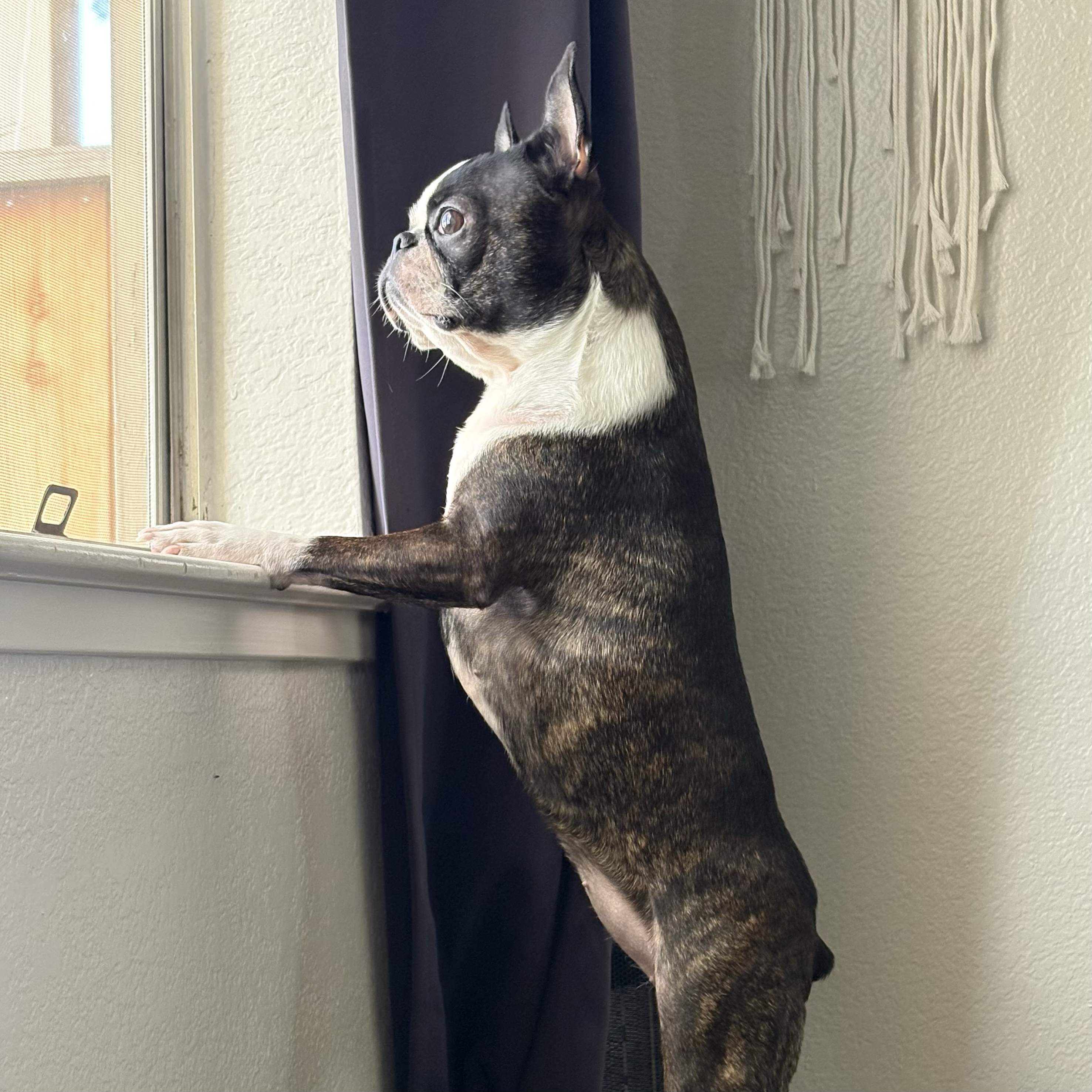 Izzy looking through a window