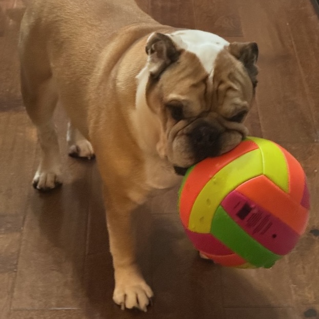 Buster - Dog Holding Ball in Mouth