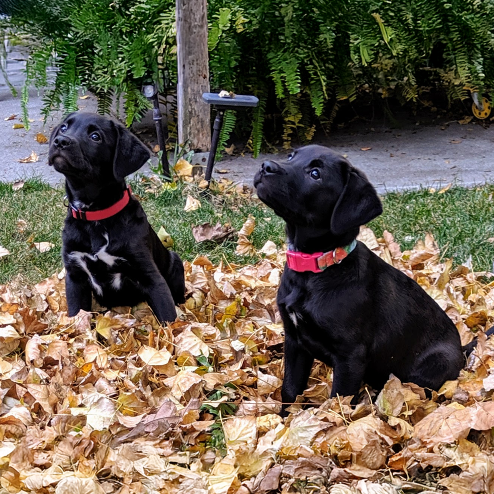 Cali and Bandit (Square)