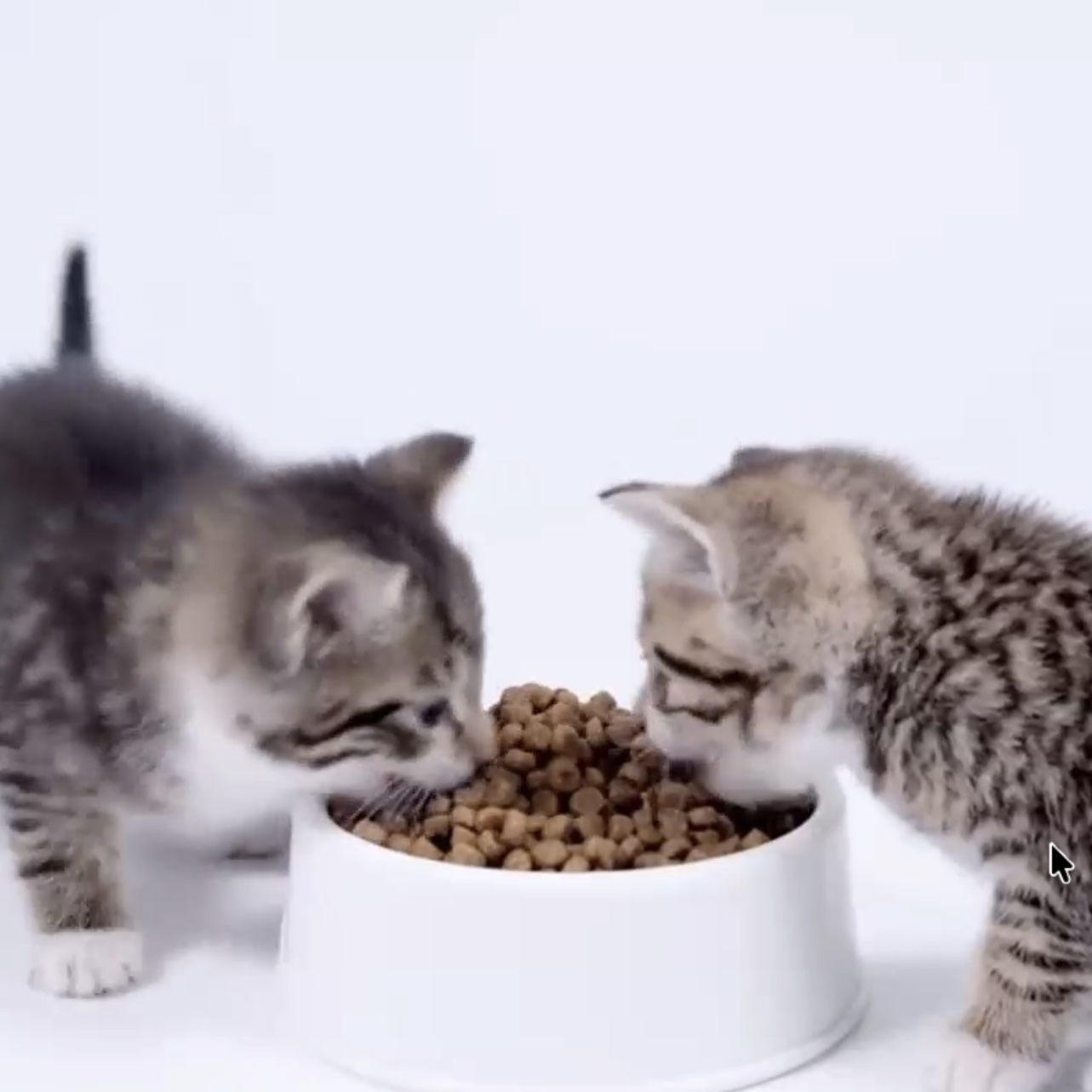 Two cats eating - square