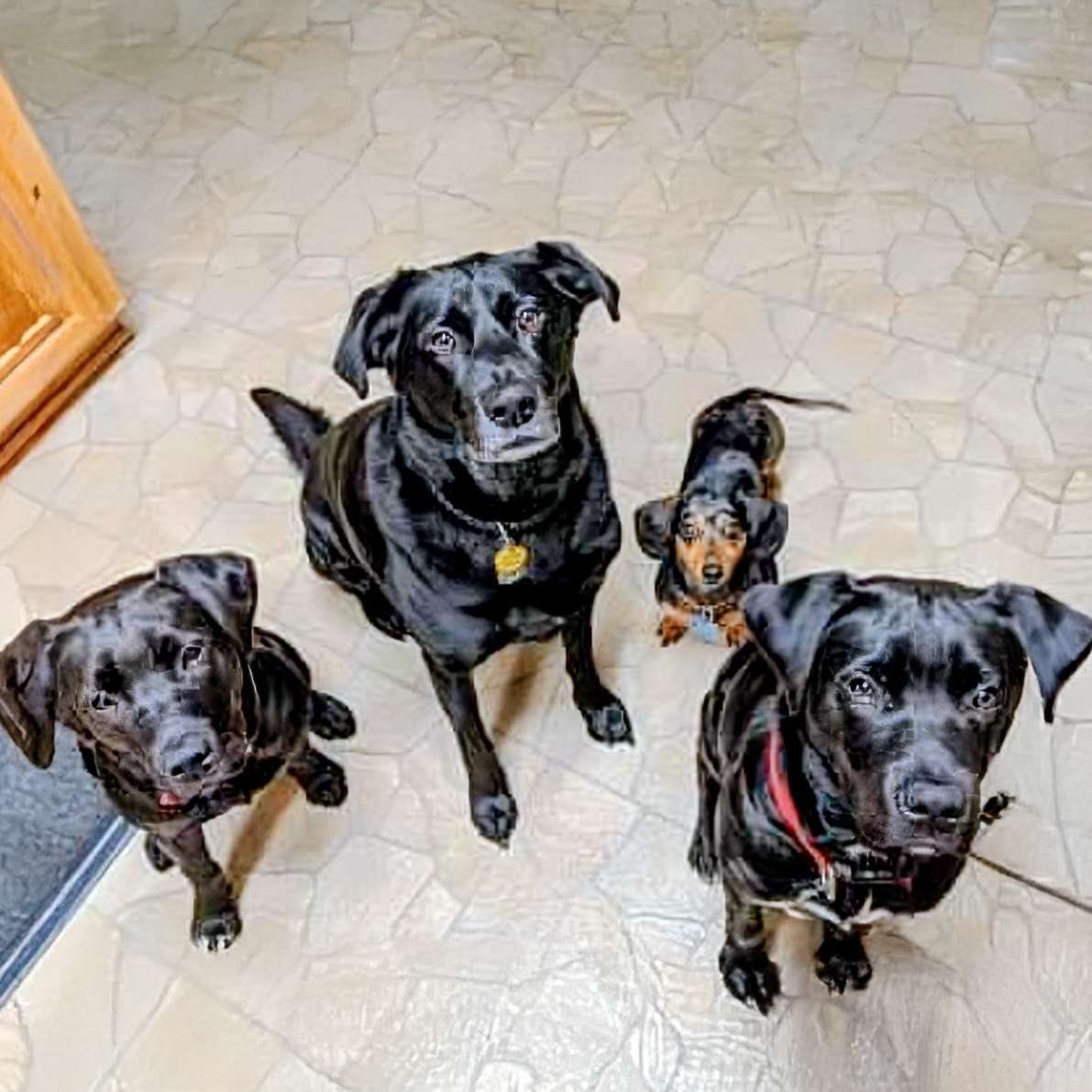 Cali, Brodi, Bandit and Oliver (Square)