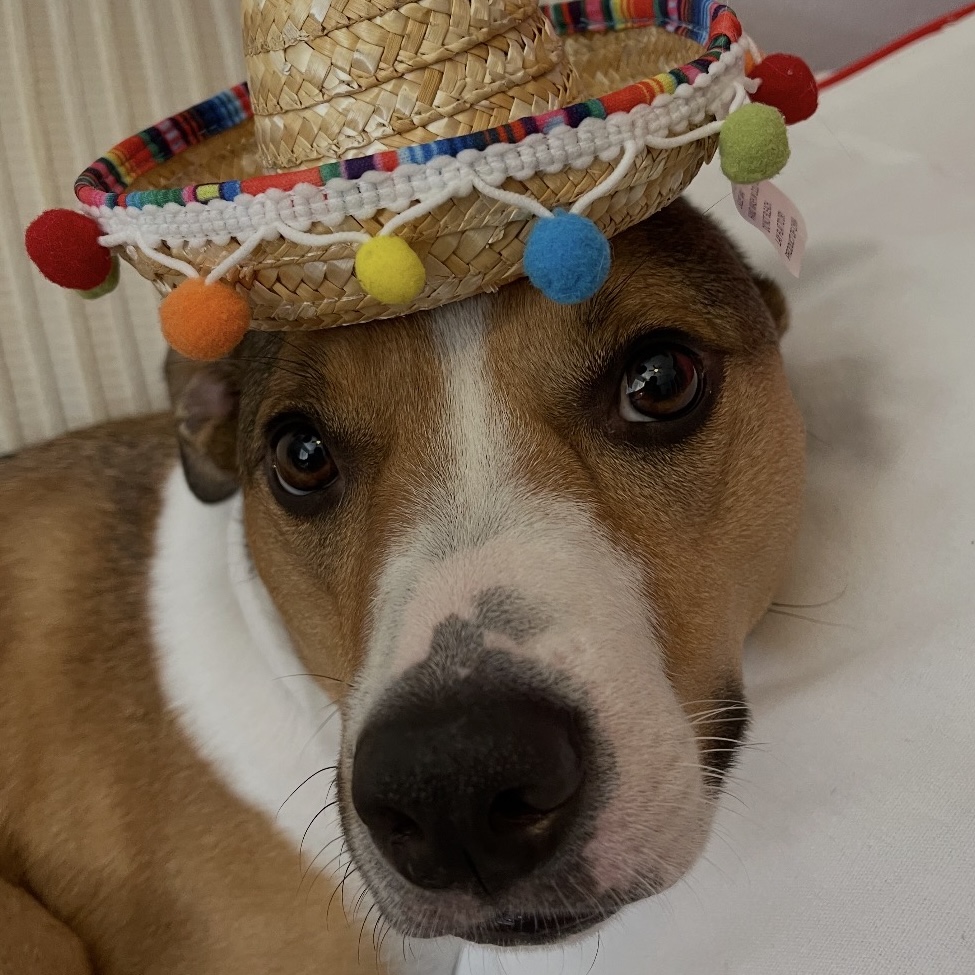 Rocky - Getting ready for taco Tuesday