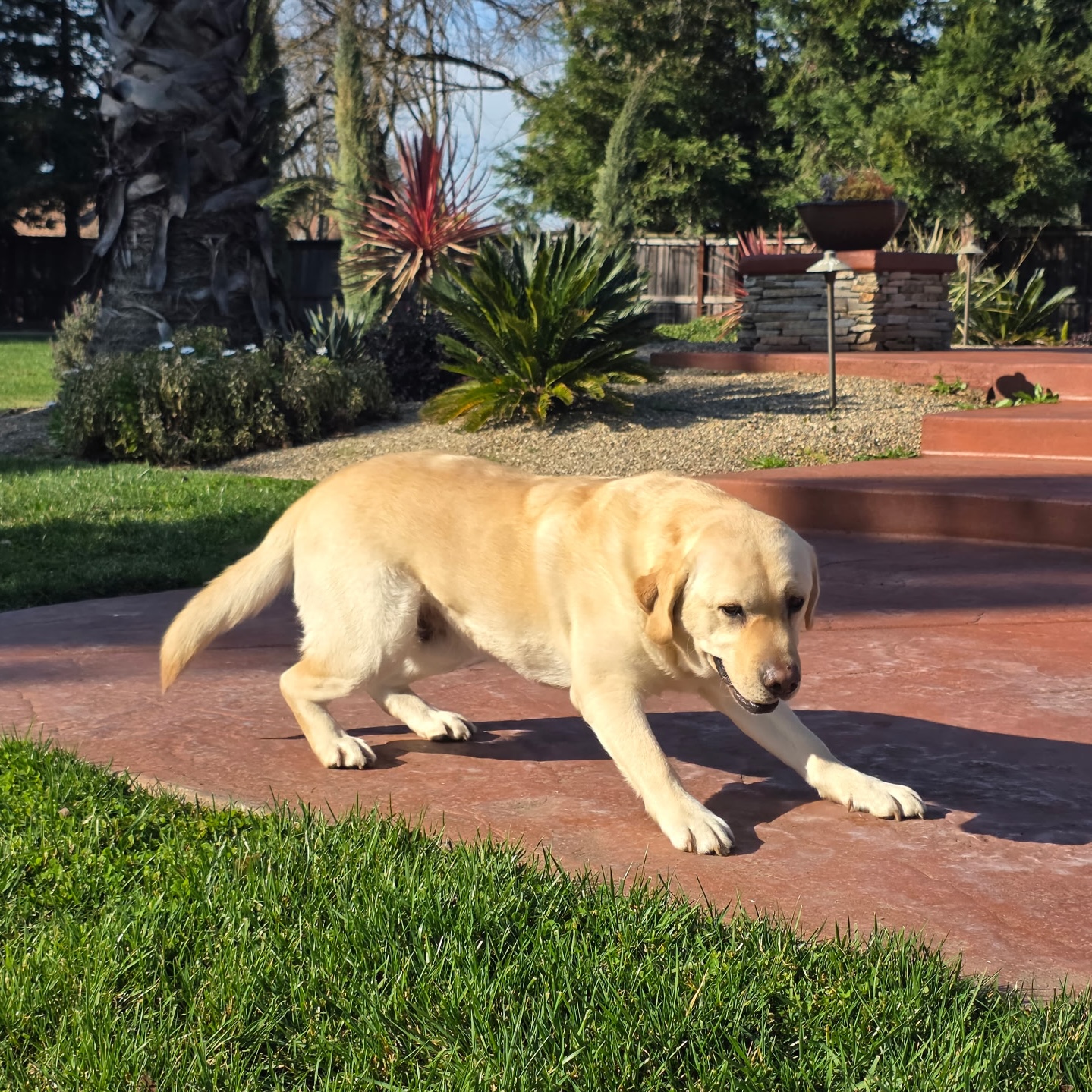 Dog lowering front legs into a play bow